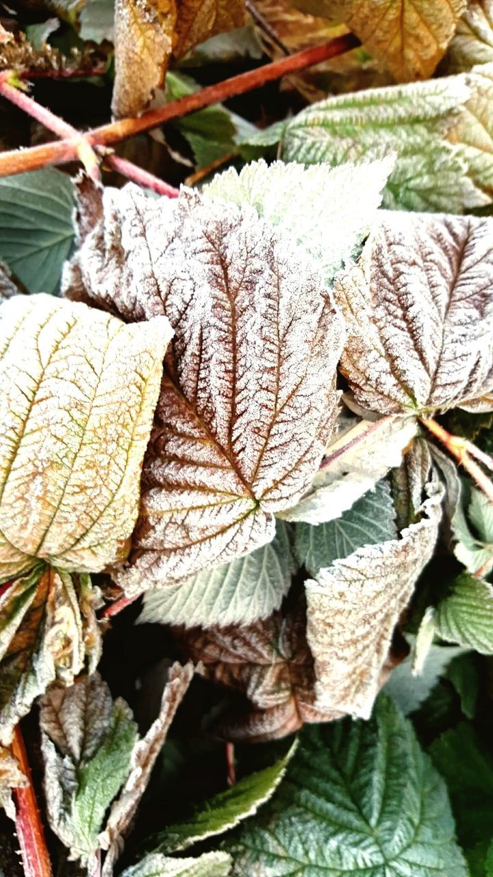 CLOSE-UP OF AUTUMN LEAF ON TREE