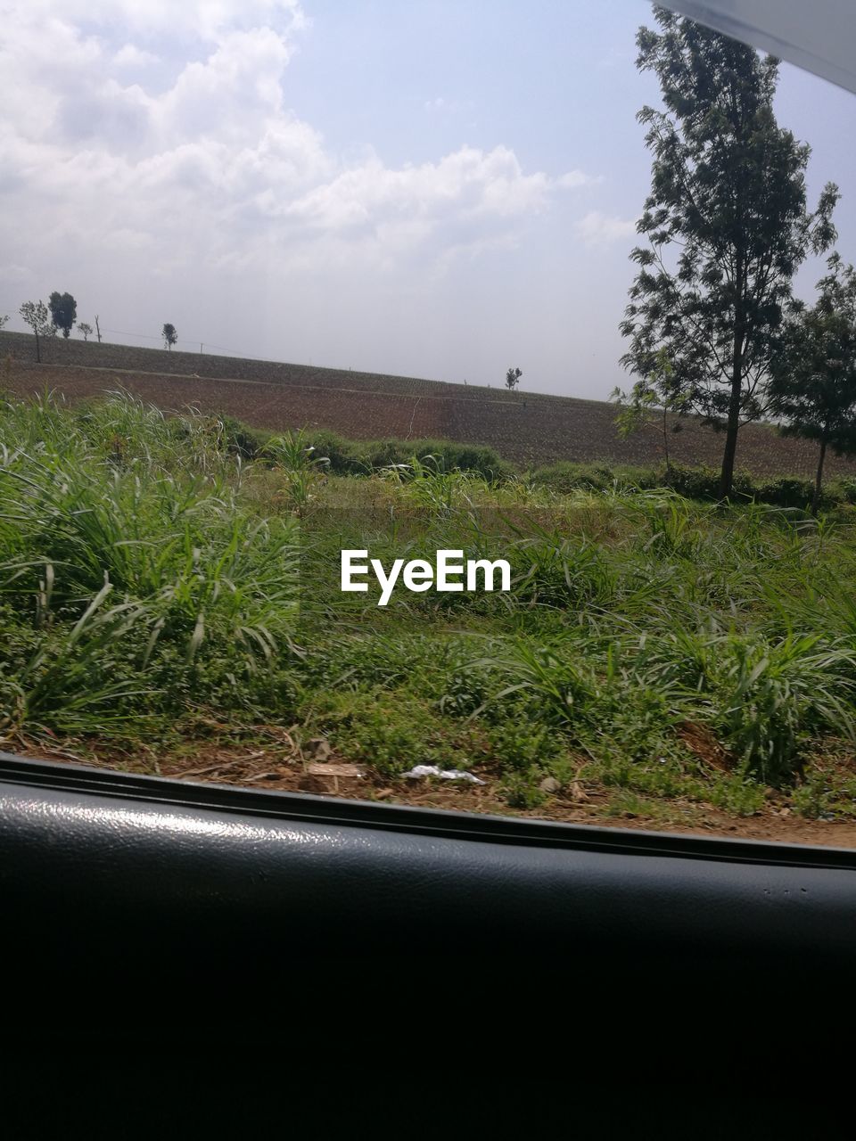 VIEW OF TREES ON FIELD