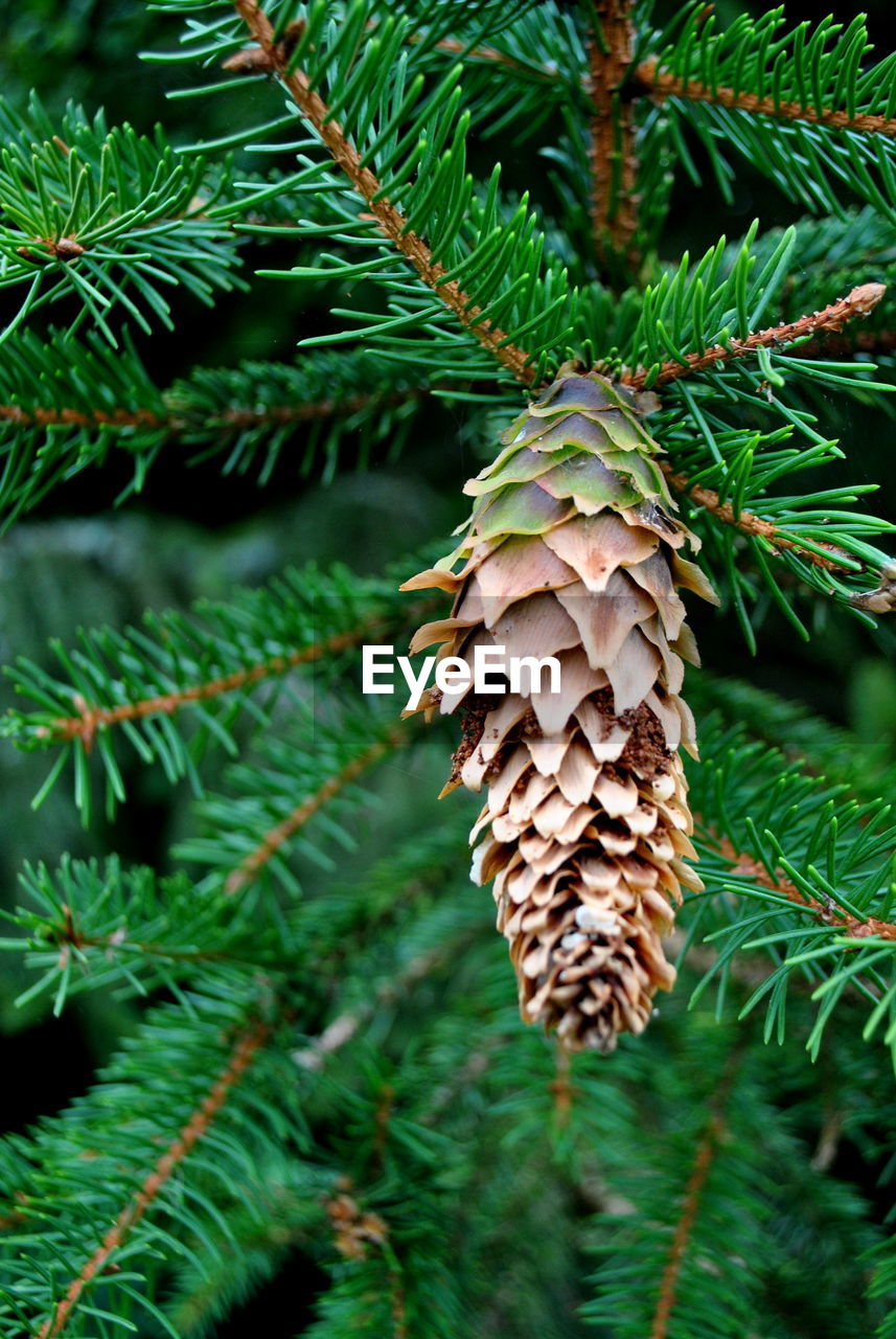 CLOSE-UP OF PINE TREE BRANCH