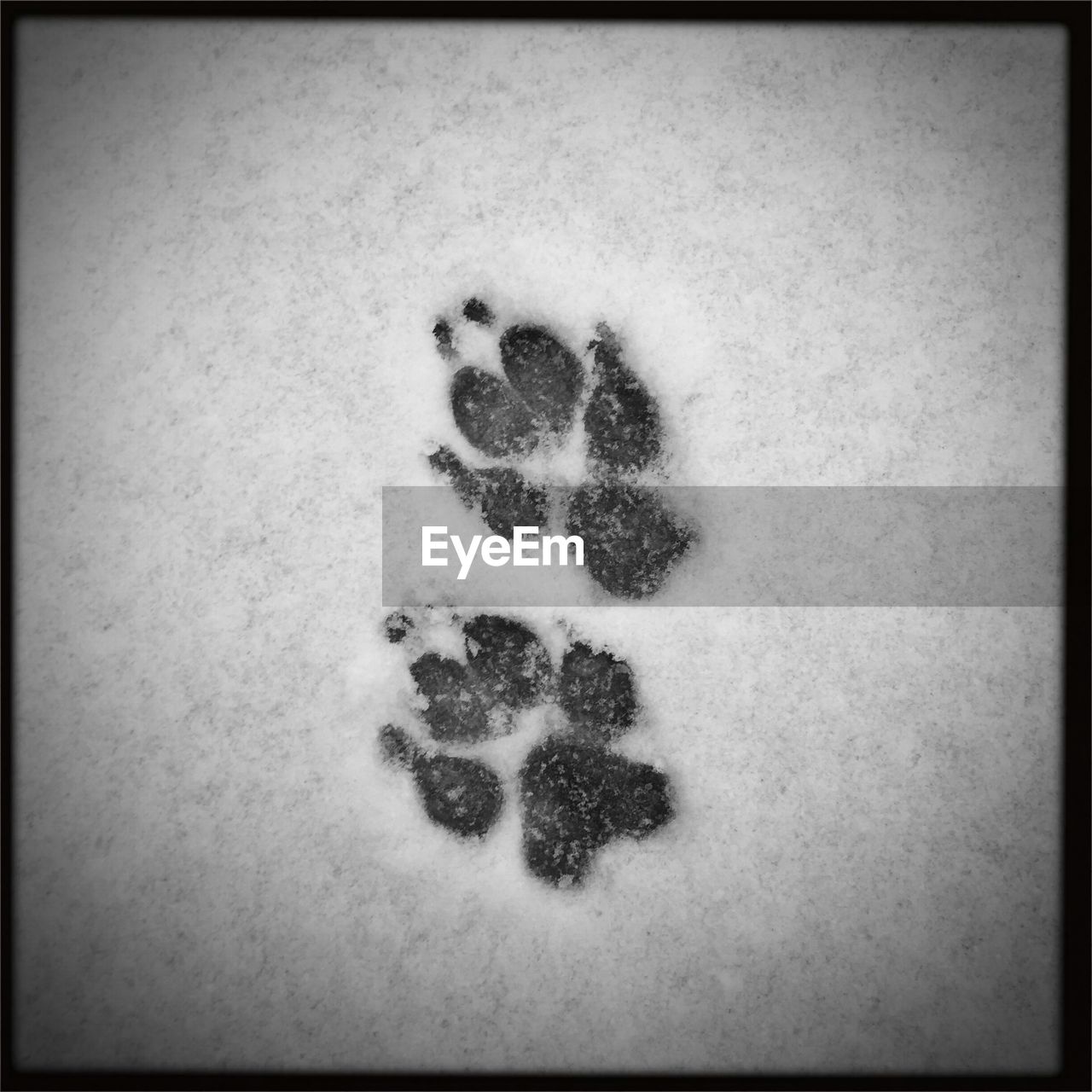 Paw prints on snow covered ground