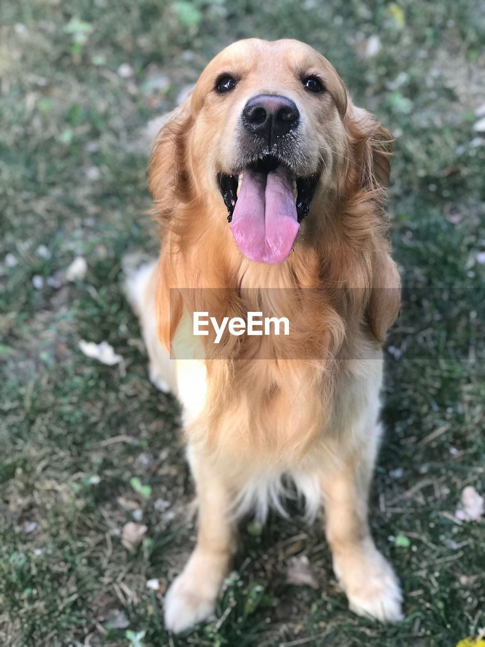 Portrait of golden retriever on field