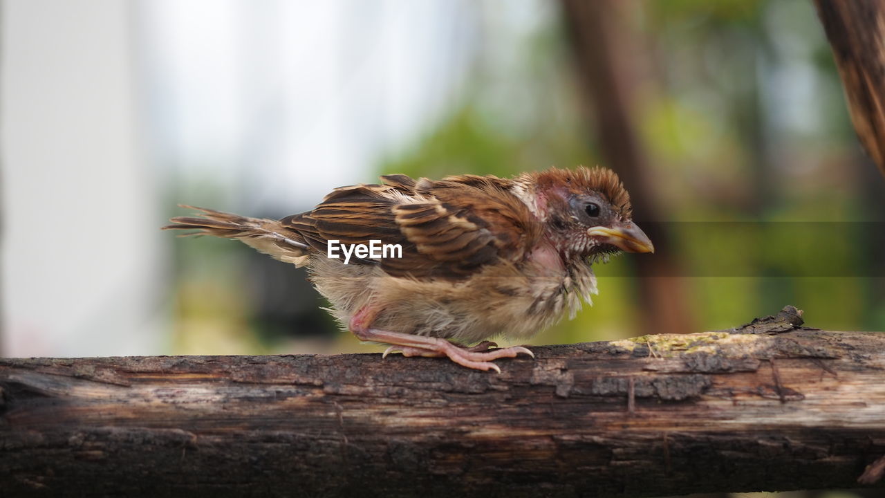 animal themes, animal, bird, animal wildlife, sparrow, house sparrow, wildlife, one animal, beak, wood, perching, nature, focus on foreground, tree, full length, no people, outdoors, day, close-up, side view, songbird, branch, selective focus, tree trunk, house finch, plant, young animal, beauty in nature, trunk