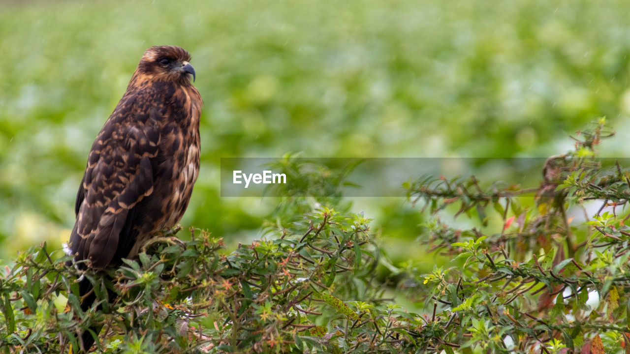 Bird of prey on the swamp