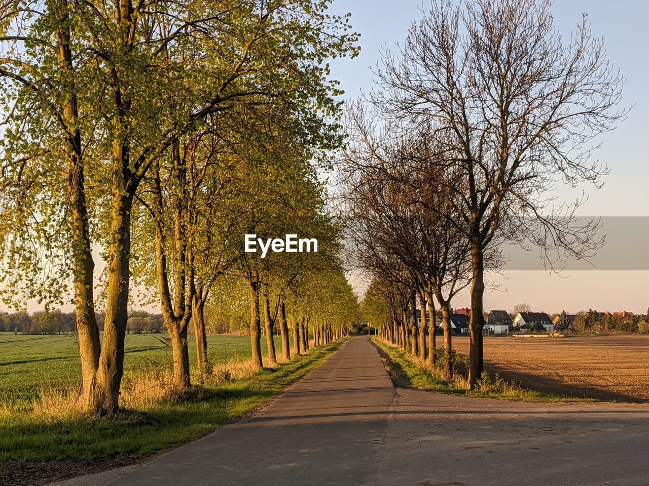 ROAD AMIDST TREES AGAINST SKY DURING AUTUMN