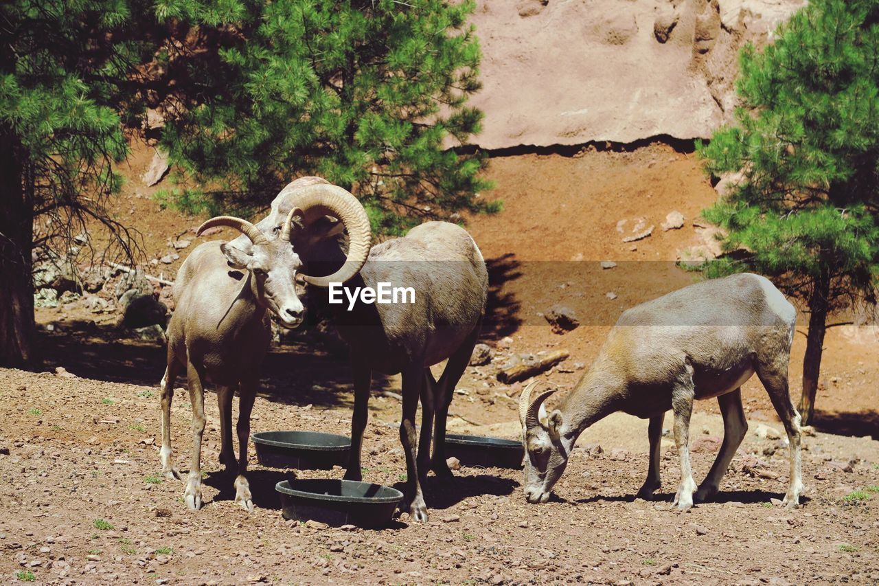 Bighorn sheep by bowls on field