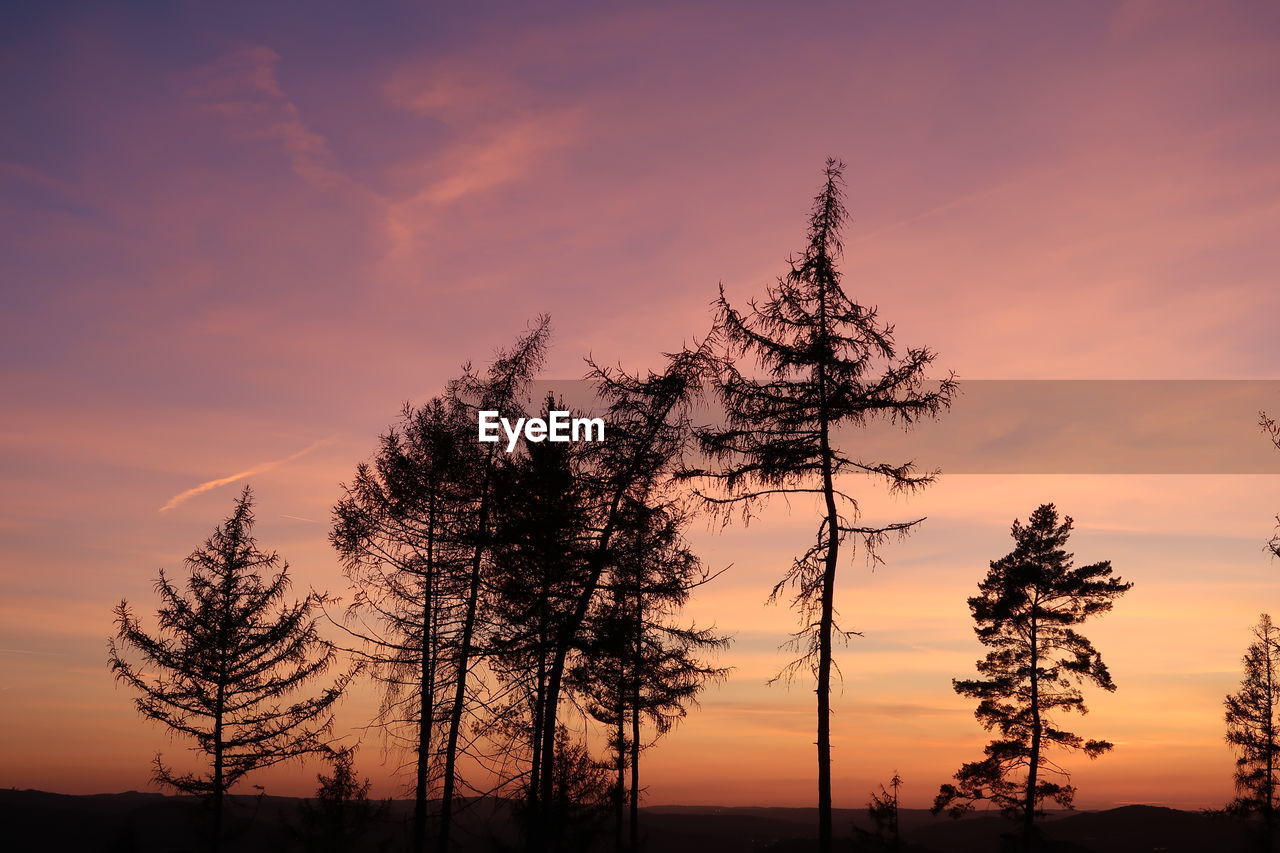 Low angle view of silhouette tree against sky during sunset