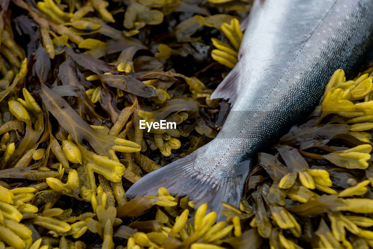 High angle view of fish and seaweed