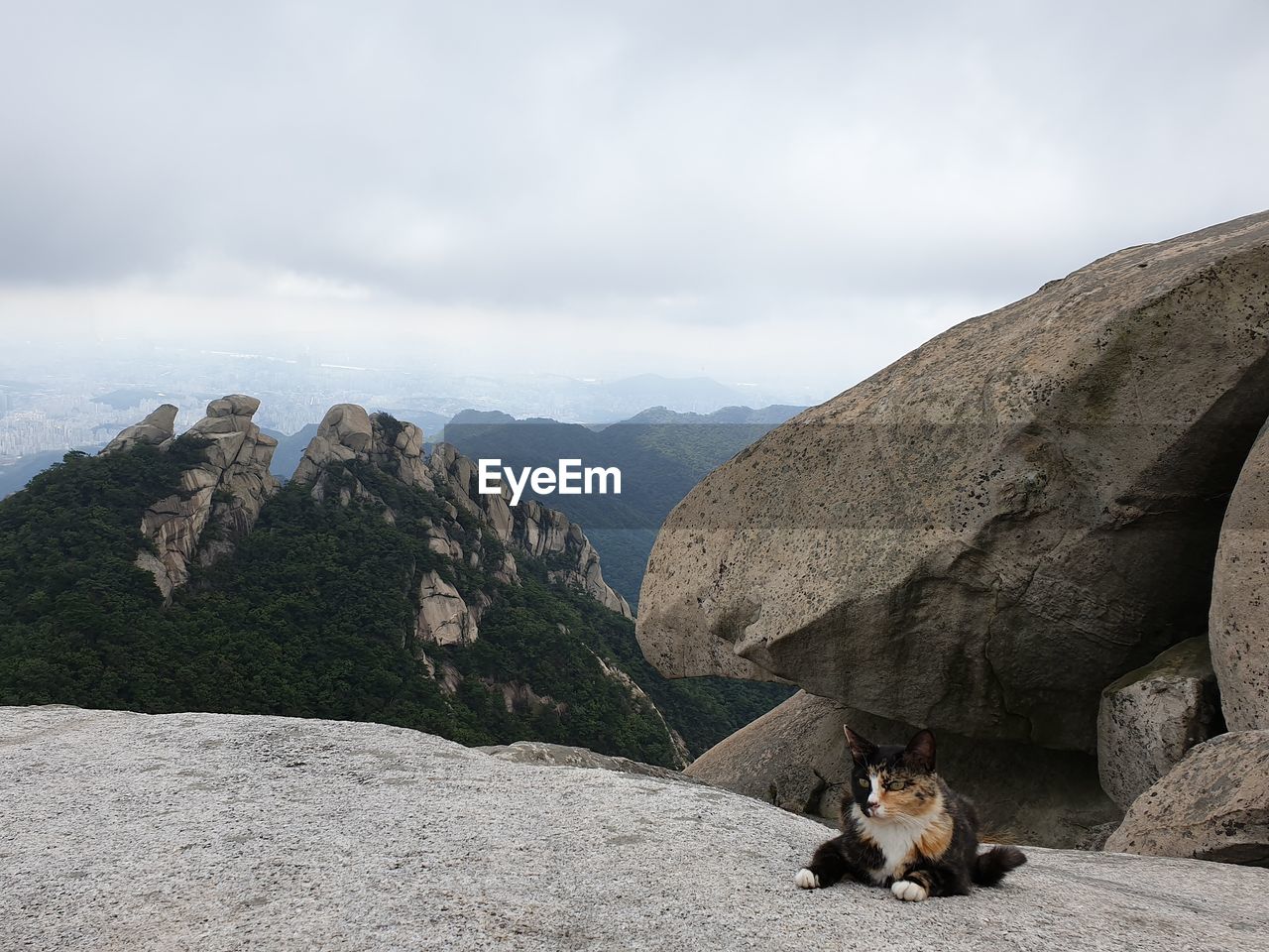 View of a cat on mountain against sky