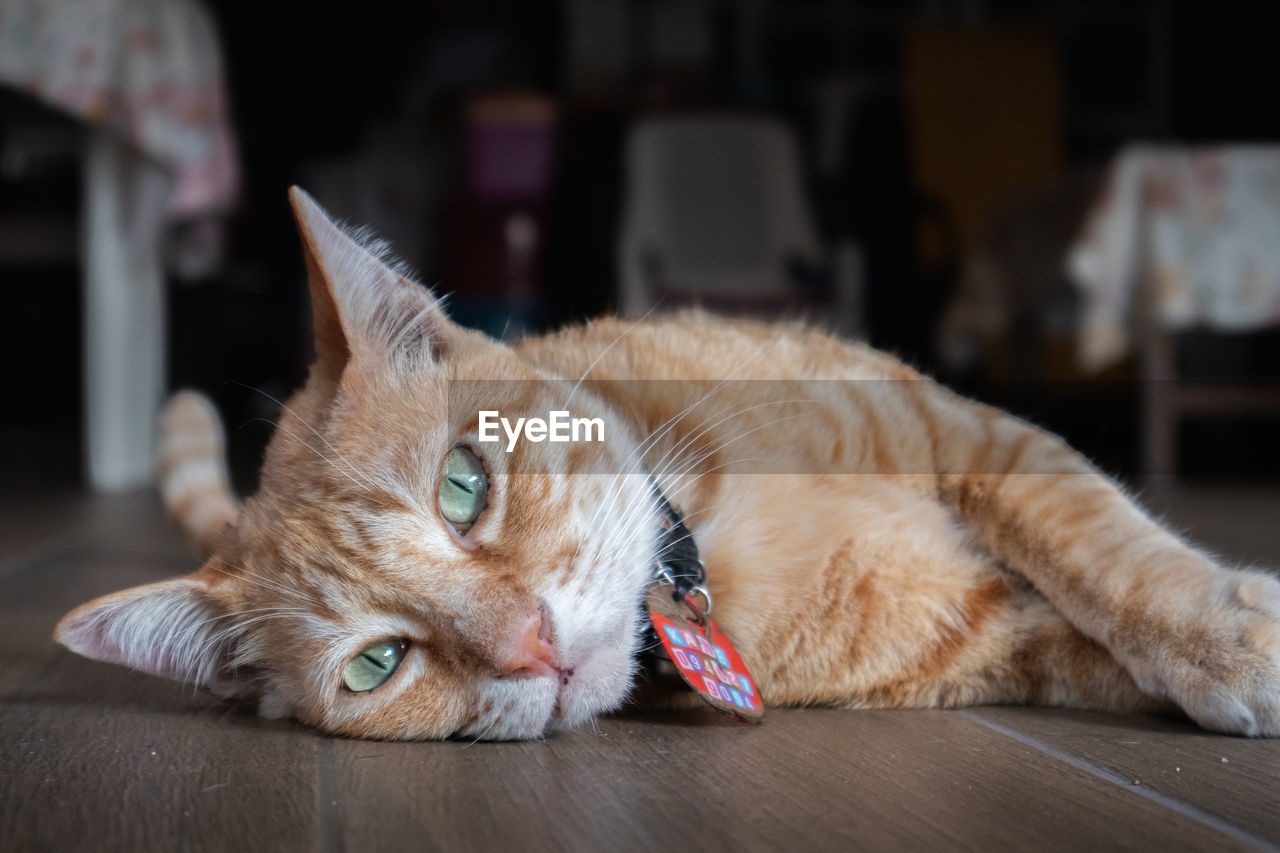 CLOSE-UP OF CAT LYING DOWN