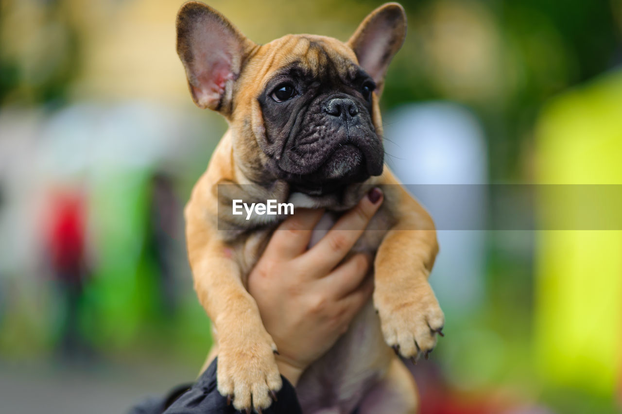 CLOSE-UP OF DOG WITH HAND