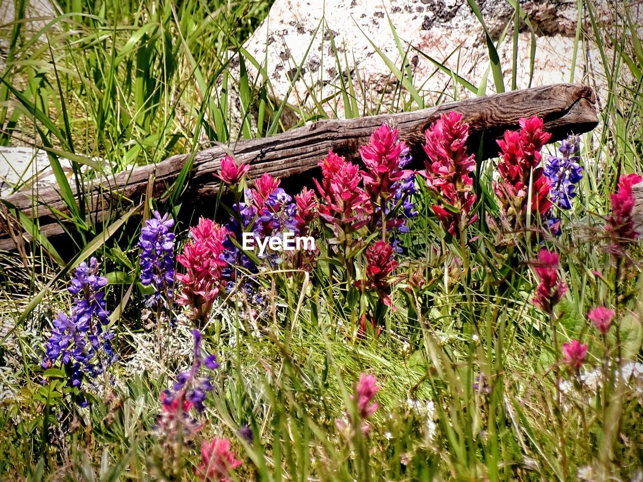 Close-up of flowers growing in field