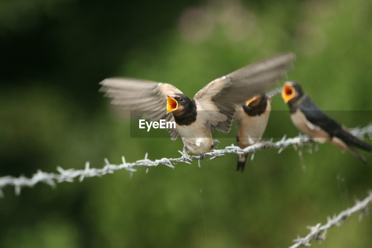 Close-up of swallows perching on barbed wire fence