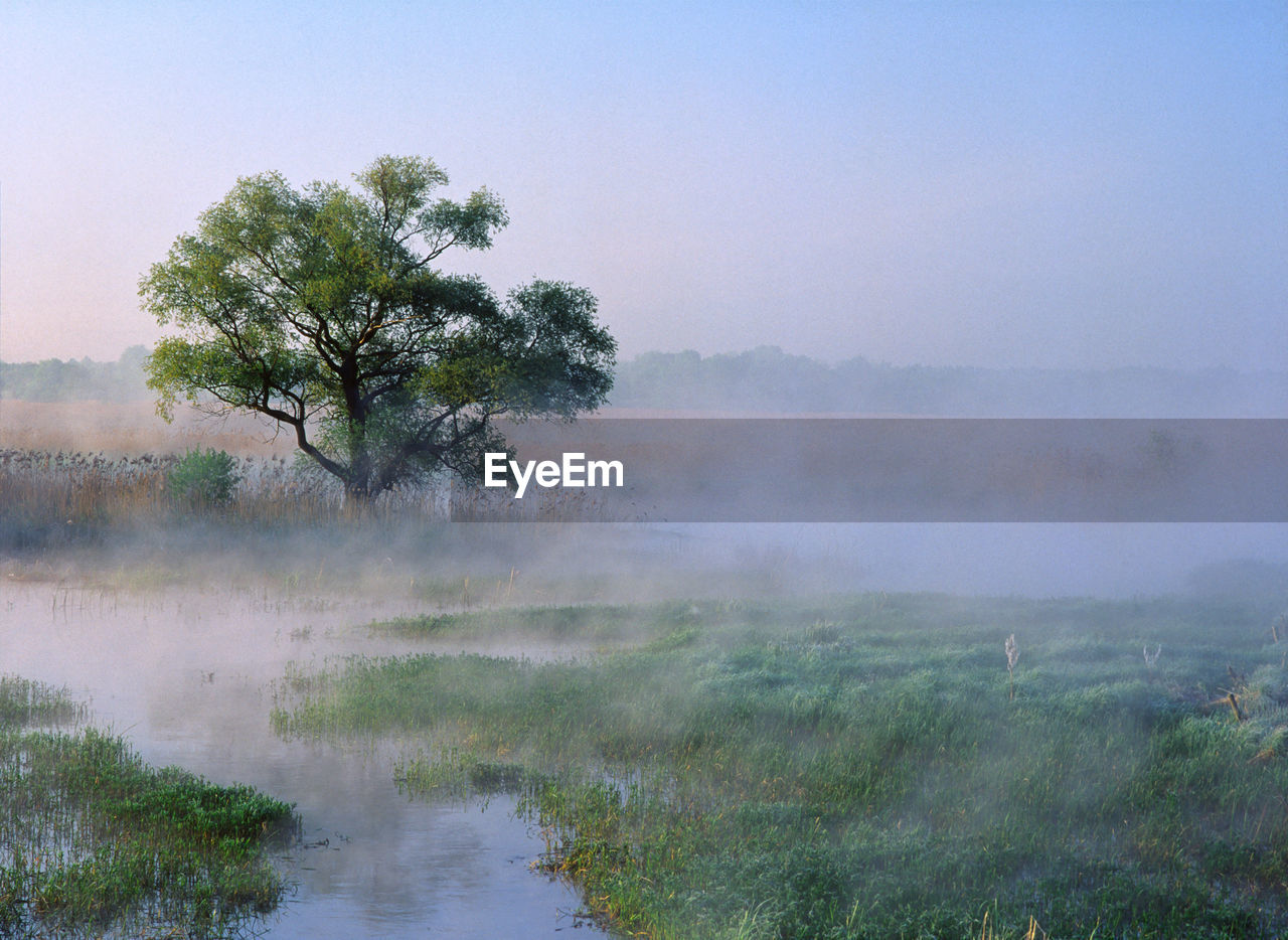 Tree on grassy field against sky during foggy weather