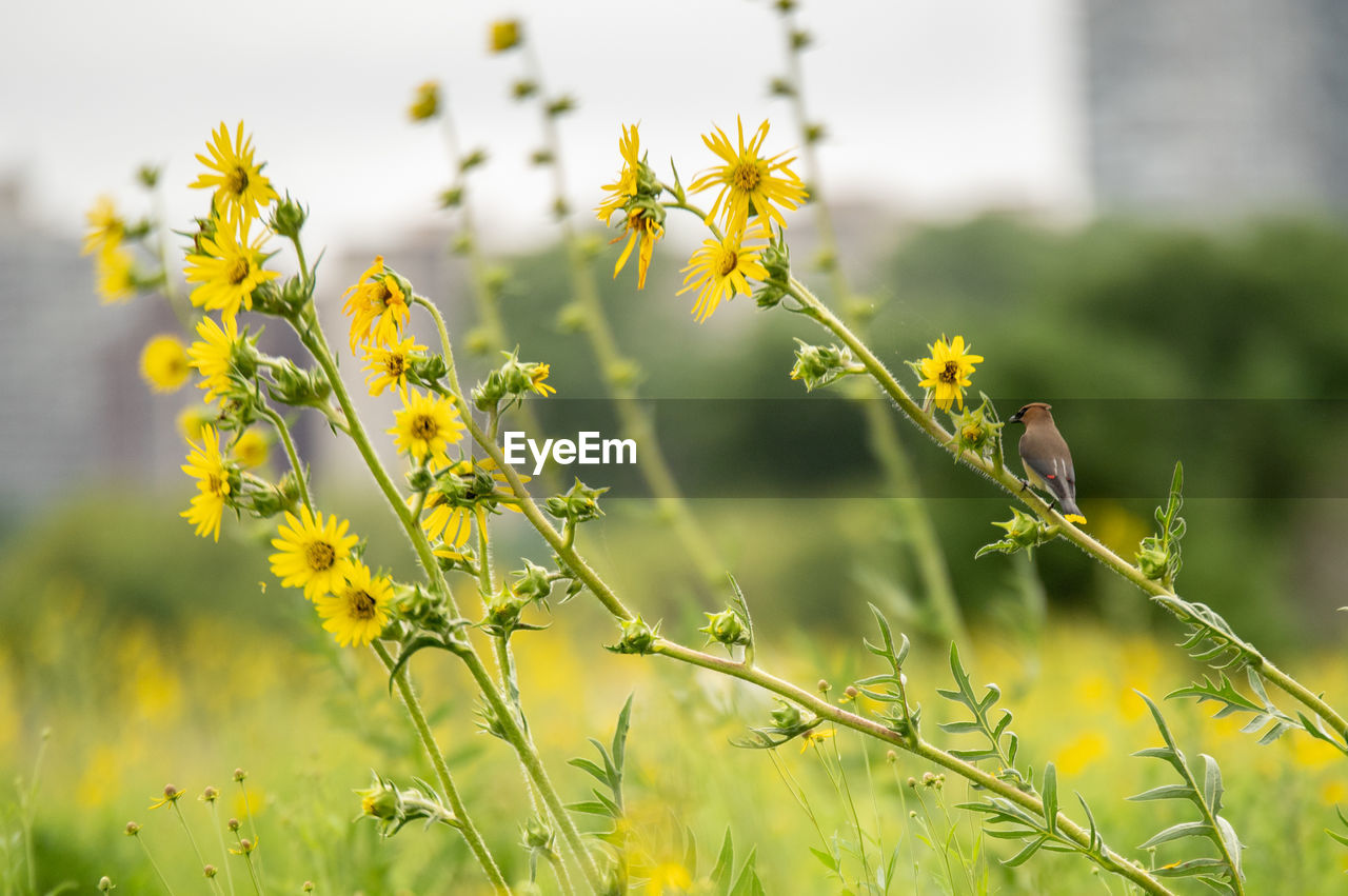 plant, flower, yellow, flowering plant, meadow, beauty in nature, nature, freshness, rapeseed, prairie, field, growth, landscape, grass, springtime, no people, land, focus on foreground, environment, green, sunlight, wildflower, close-up, grassland, summer, outdoors, sky, plain, rural scene, food, food and drink, blossom, agriculture, selective focus, macro photography, day, produce, fragility, social issues, tranquility, vibrant color, environmental conservation, plant part, flower head, herb, canola, leaf, multi colored, scenics - nature, botany