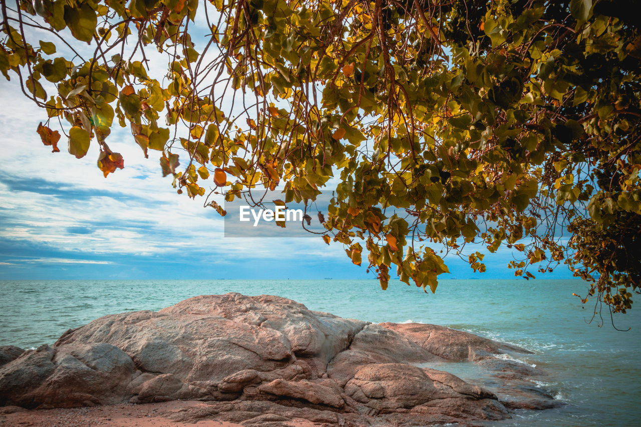 Tree by sea against sky