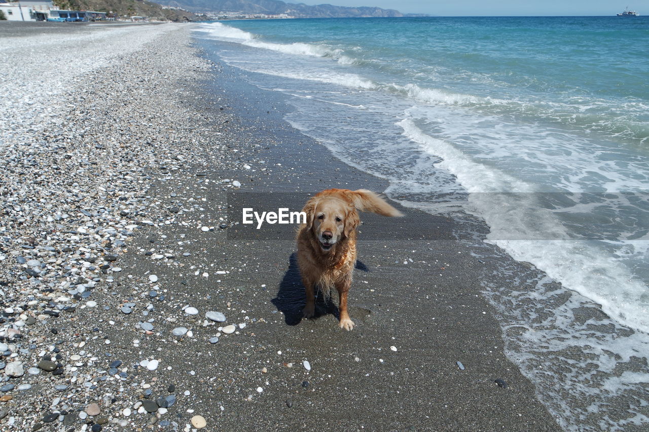 Happy dog at the beach