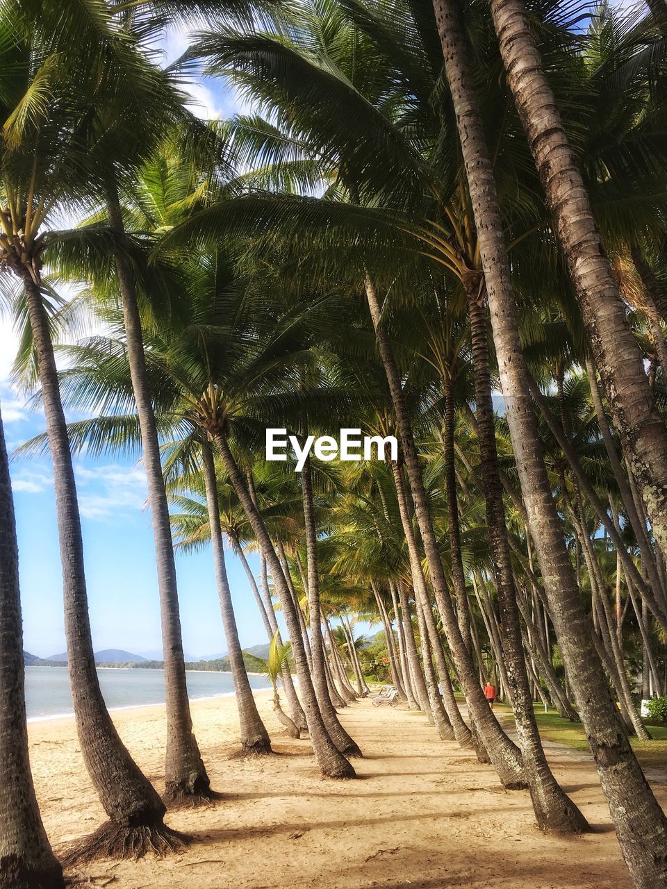 PALM TREES GROWING ON BEACH