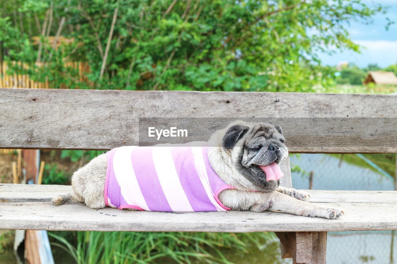 Small dog sitting on bench