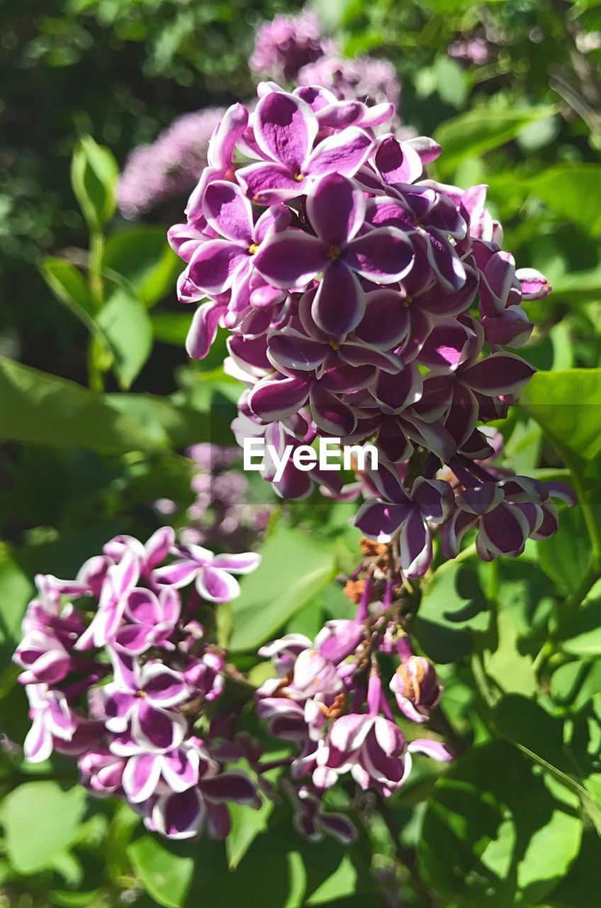 Close-up of purple flowers blooming outdoors