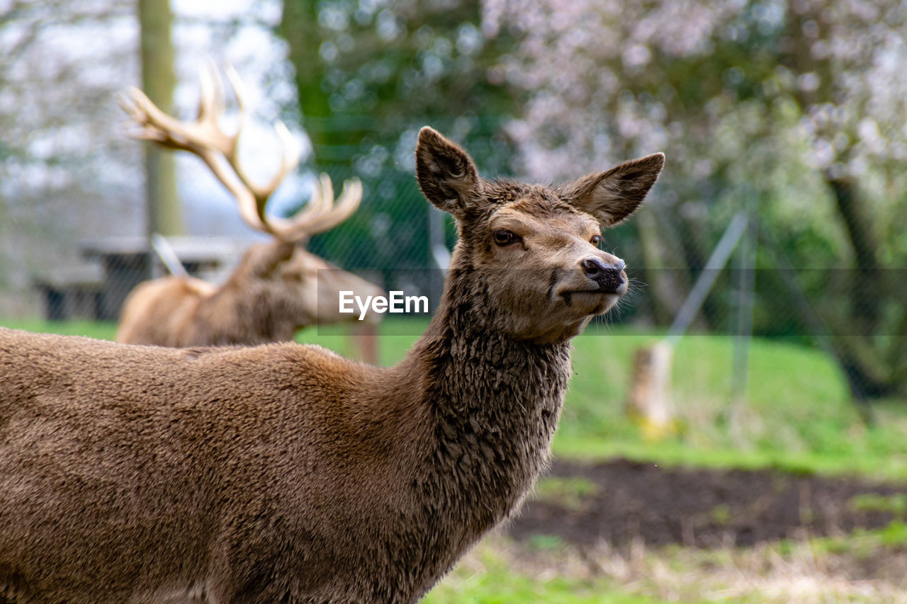 Female red deer, cervus elaphus, with male stag in background