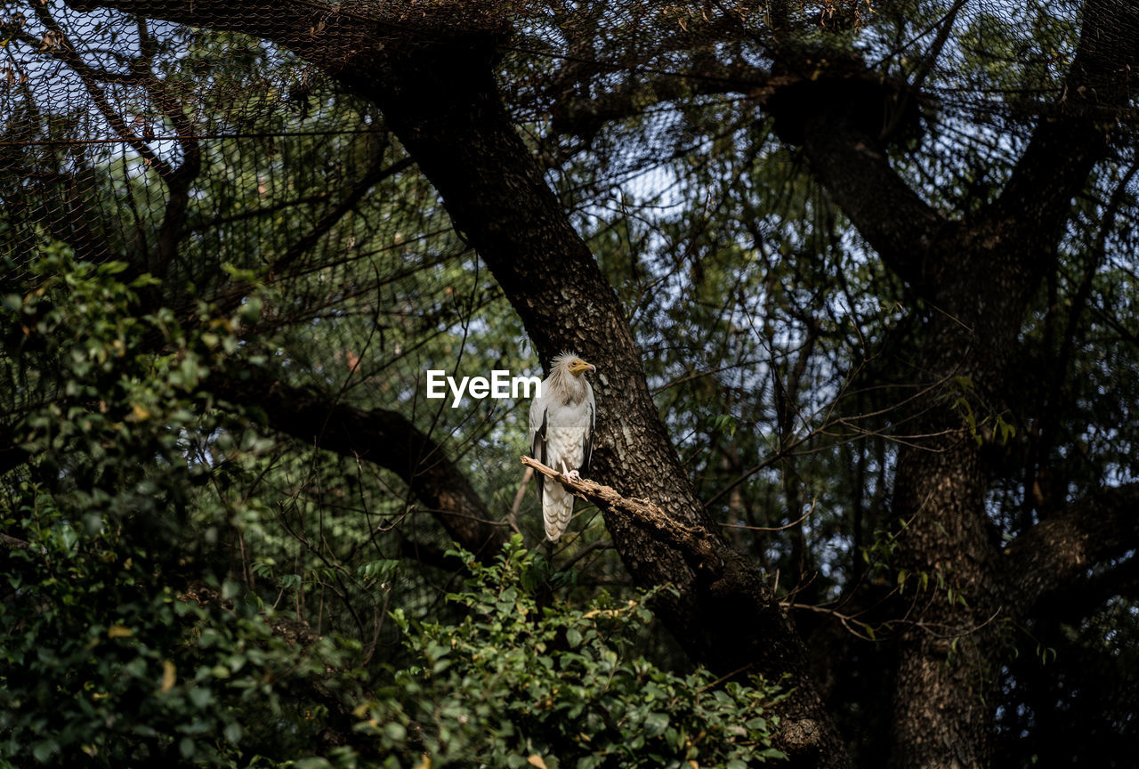 Low angle view of egyptian vulture in forest