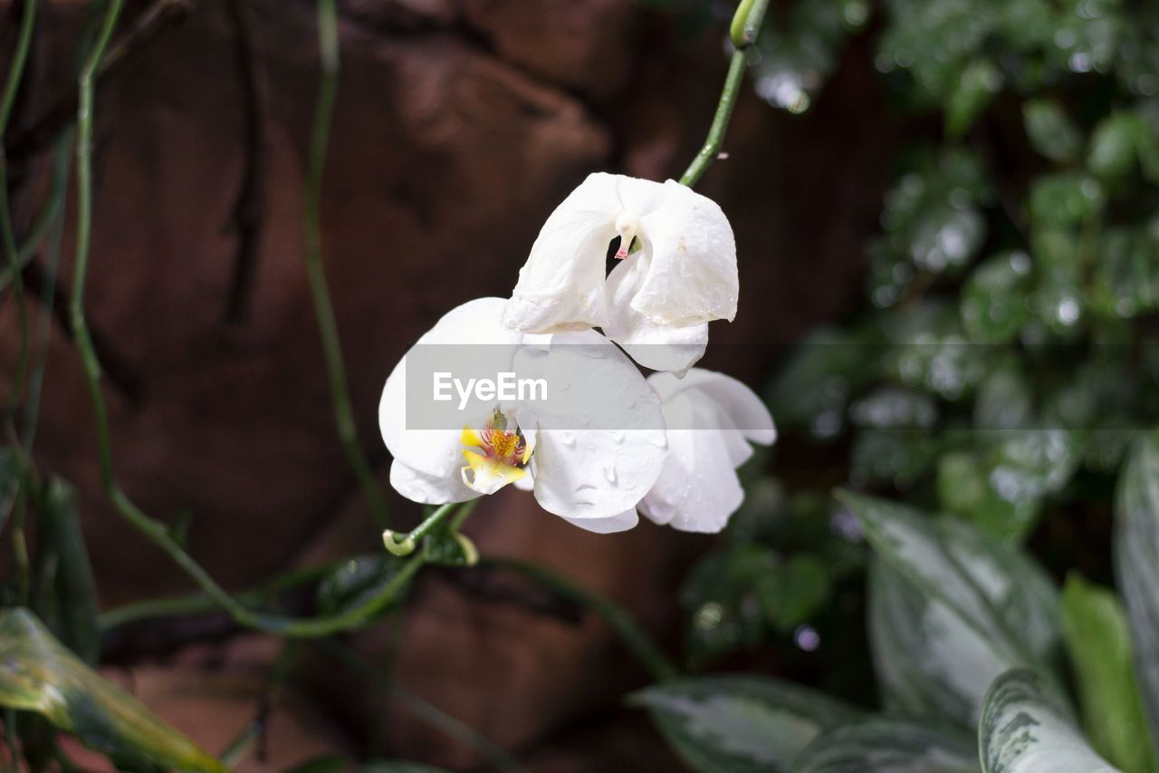 CLOSE-UP OF WHITE FLOWERS WITH PLANT