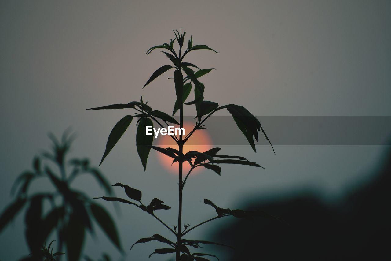 Close-up of silhouette plant against sky during sunset