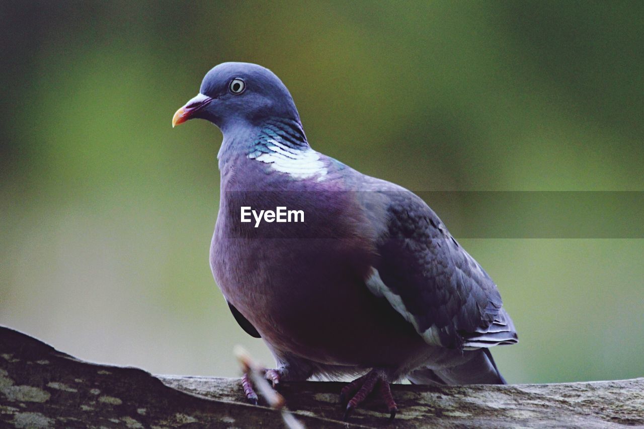 CLOSE-UP OF BIRD PERCHING ON WOOD