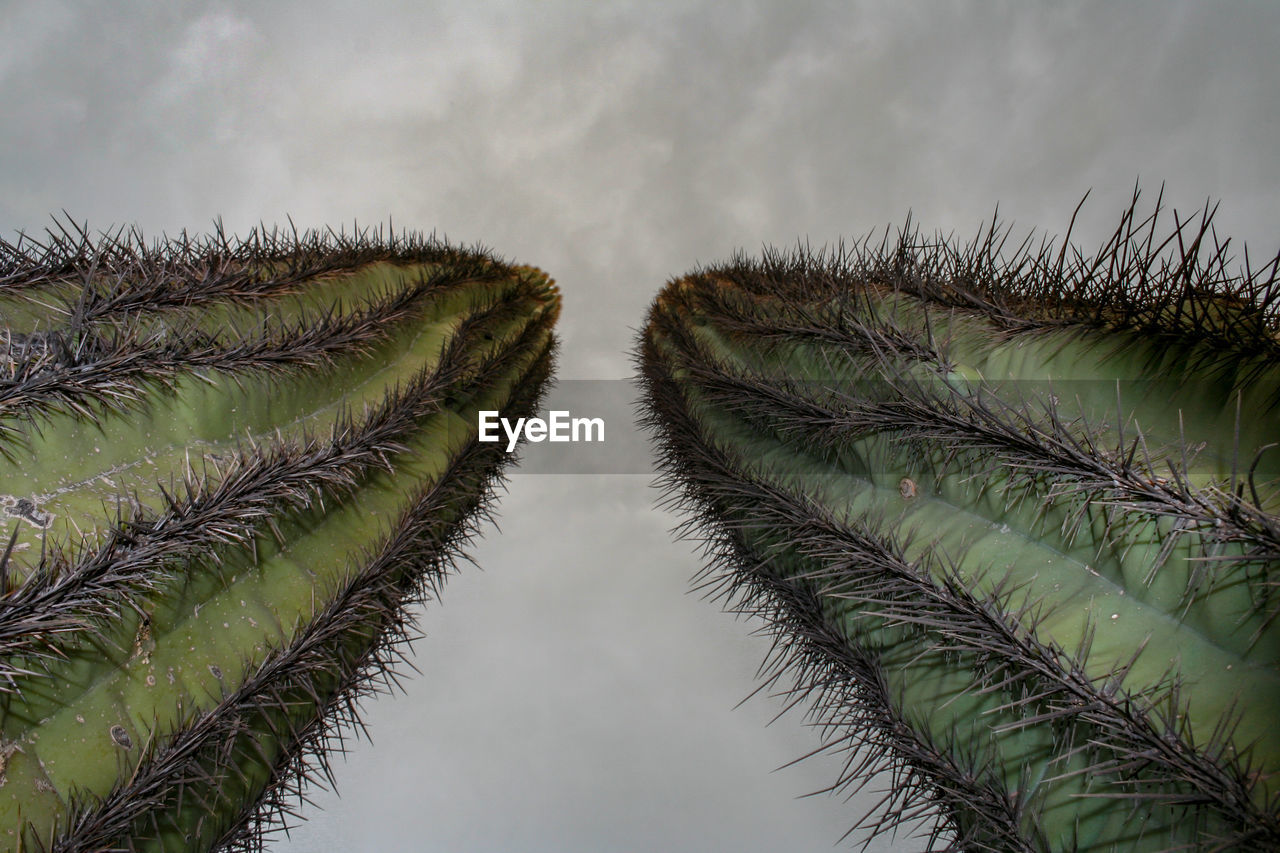 Low angle close-up of succulent plant against sky. saguaro. 