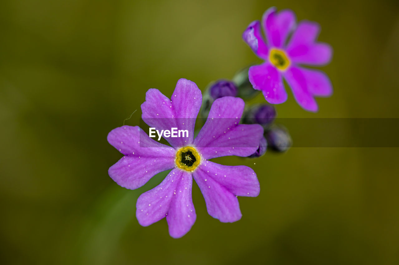 close-up of purple crocus flower