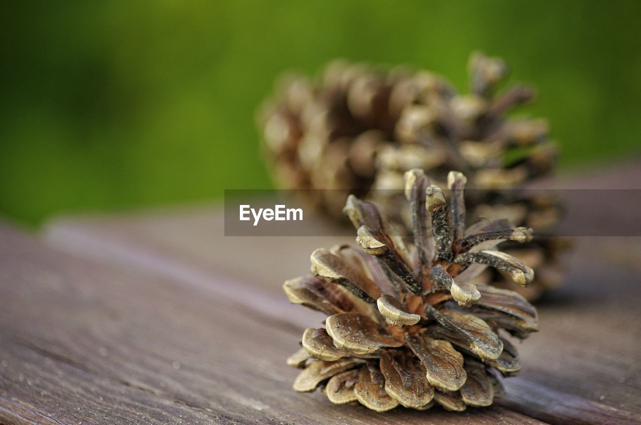 Close-up of pine cone on picnic table