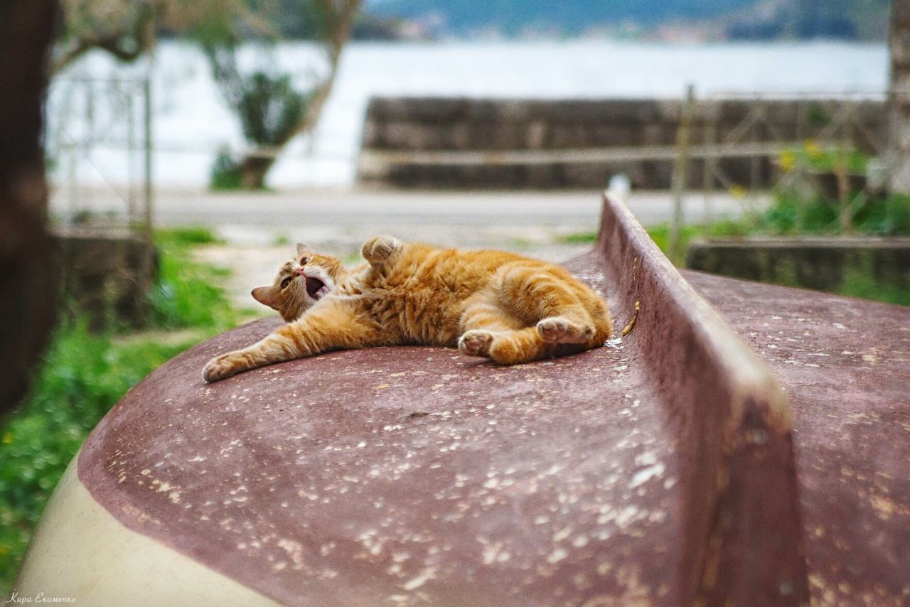 CLOSE-UP OF CAT SLEEPING ON FLOOR