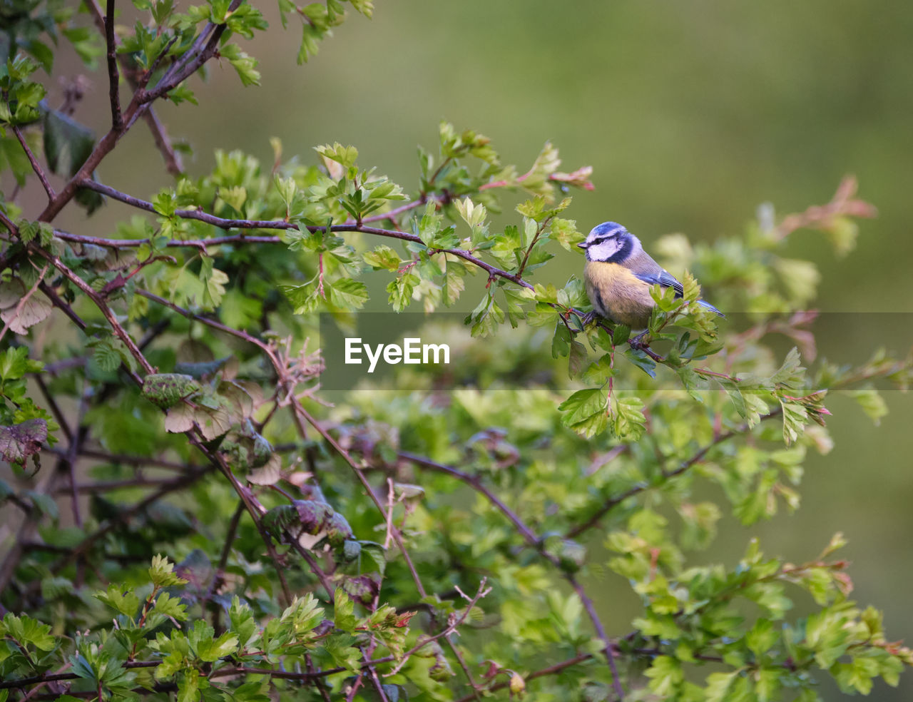 Close-up of bluetit perching on tree