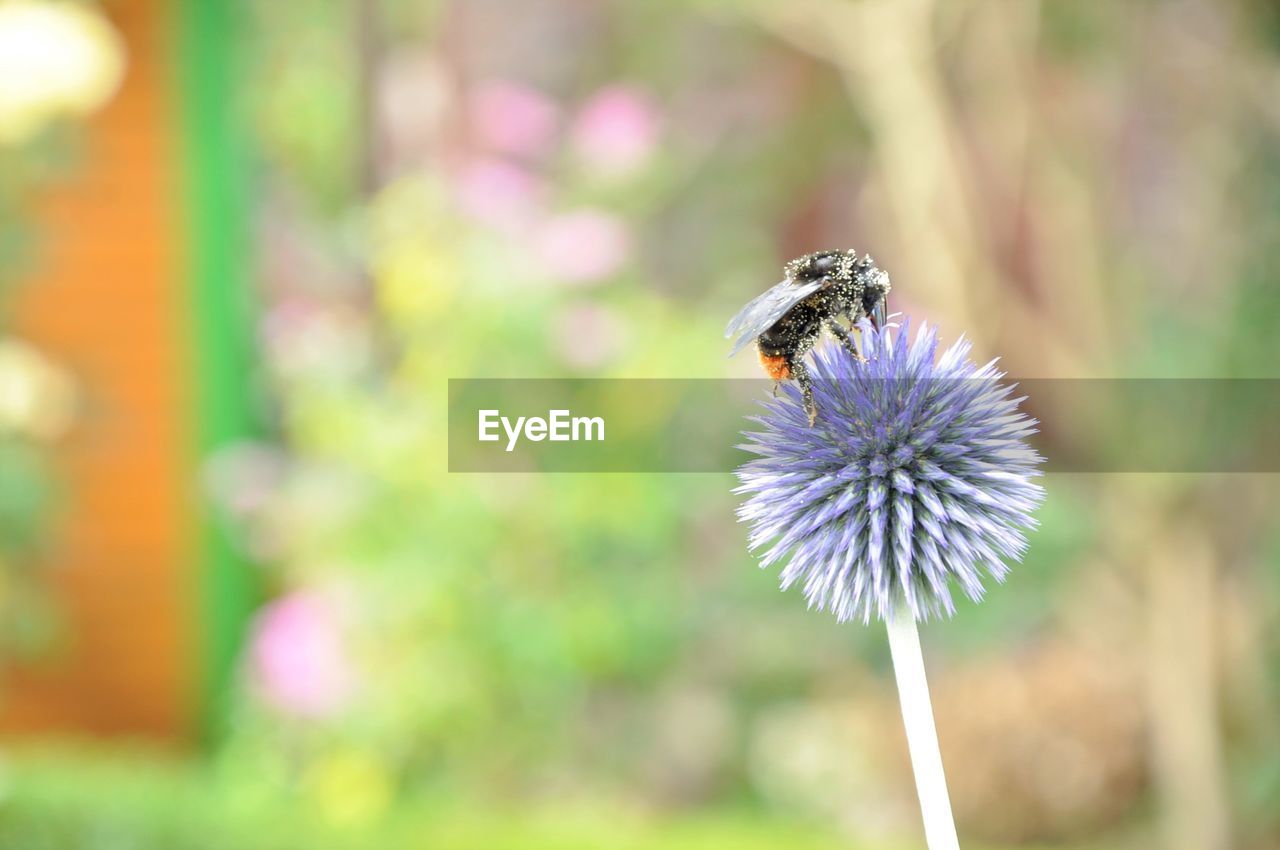 CLOSE-UP OF BEE POLLINATING ON FLOWER