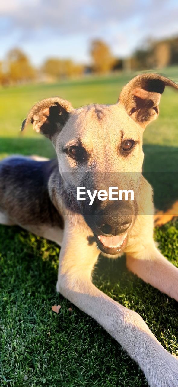 PORTRAIT OF DOG LYING ON FIELD