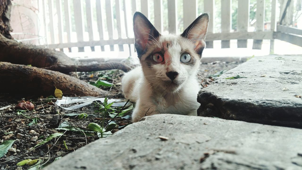 Close-up portrait of cat