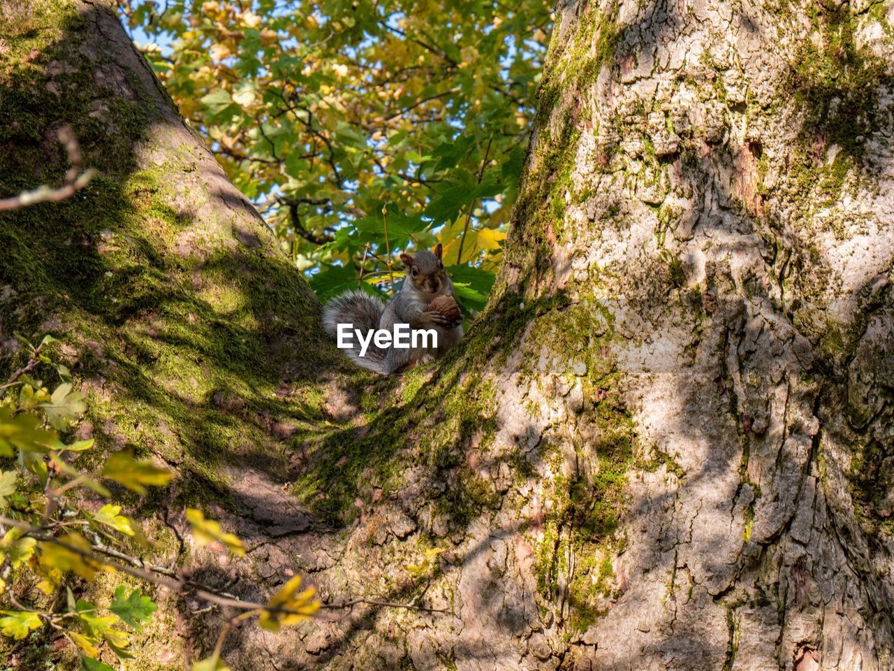 LOW ANGLE VIEW OF MONKEY ON BRANCH