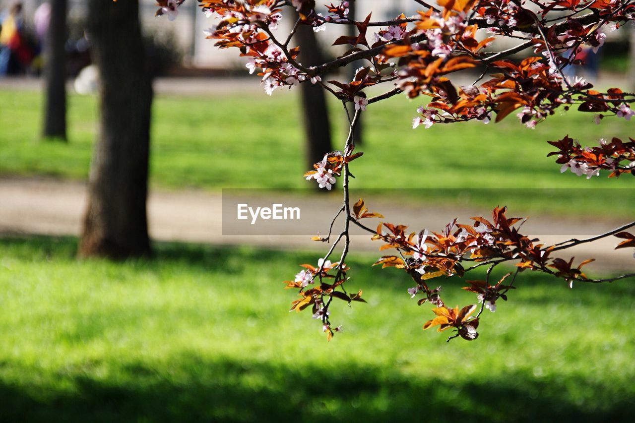 Close-up of tree in park