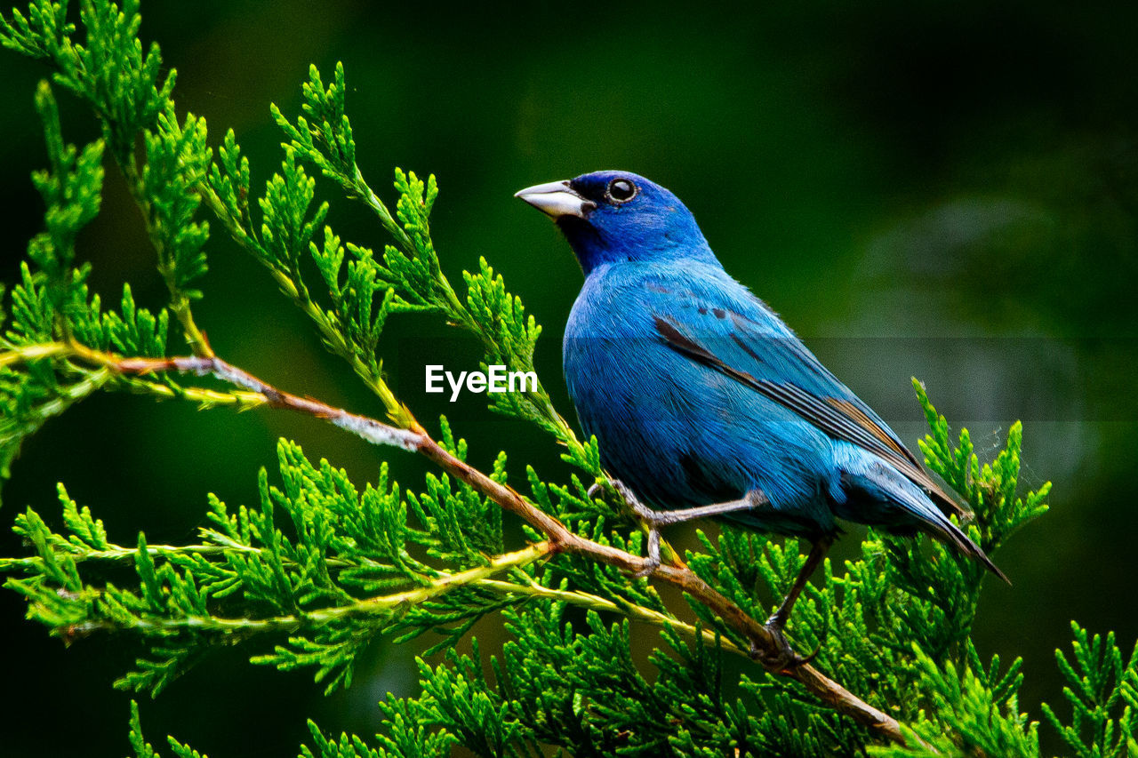 Close-up of male indigo bunting songbird seen from below, perched on a green branch