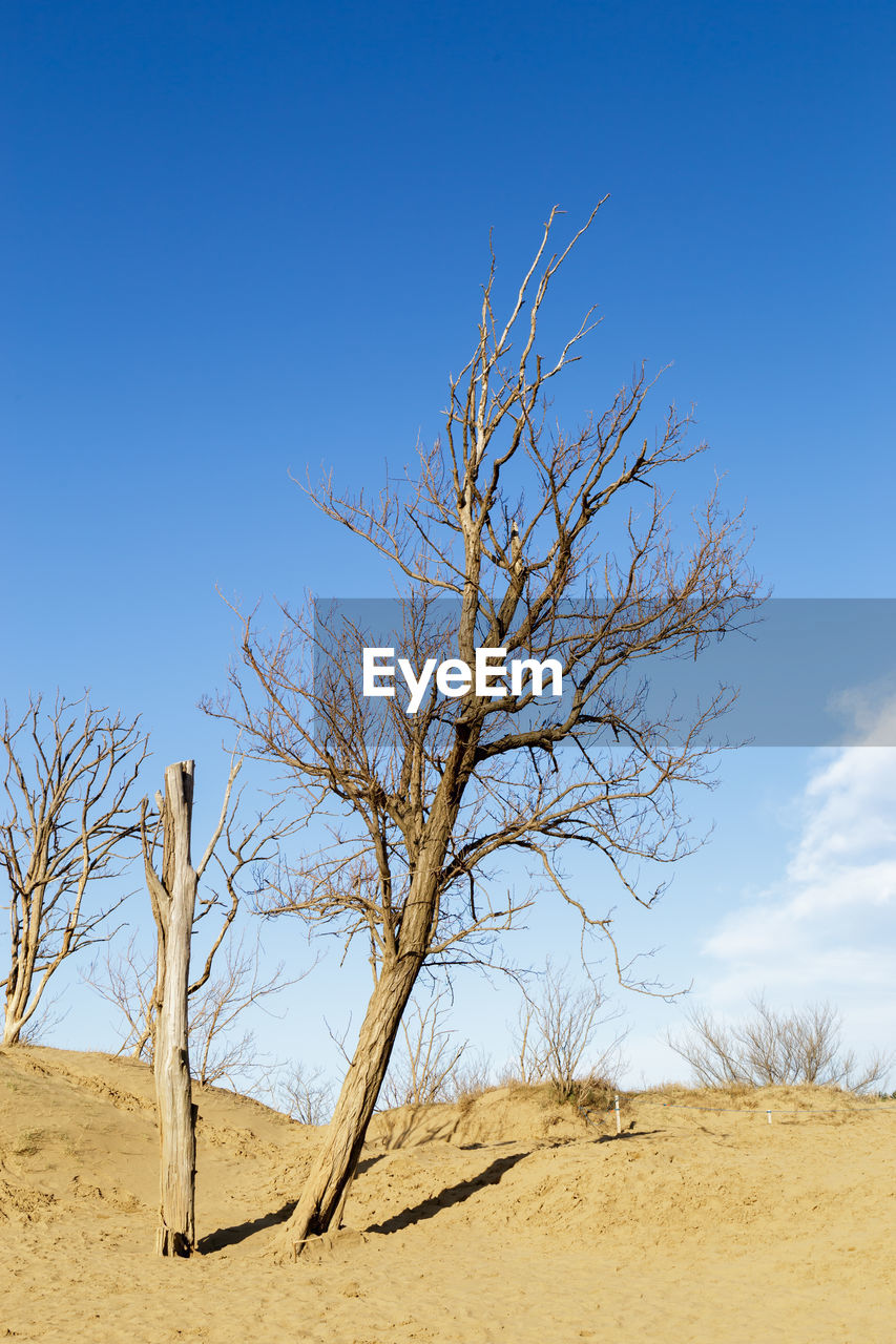 BARE TREE IN DESERT AGAINST BLUE SKY