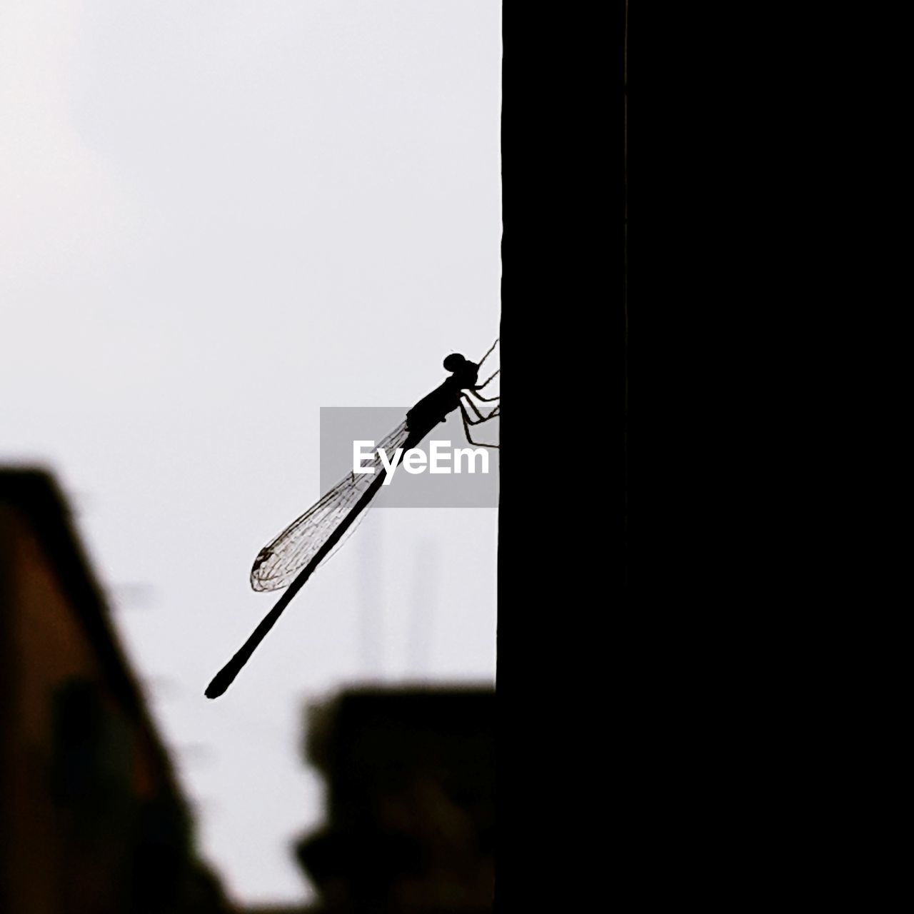 CLOSE-UP OF INSECT PERCHING ON POWER LINE