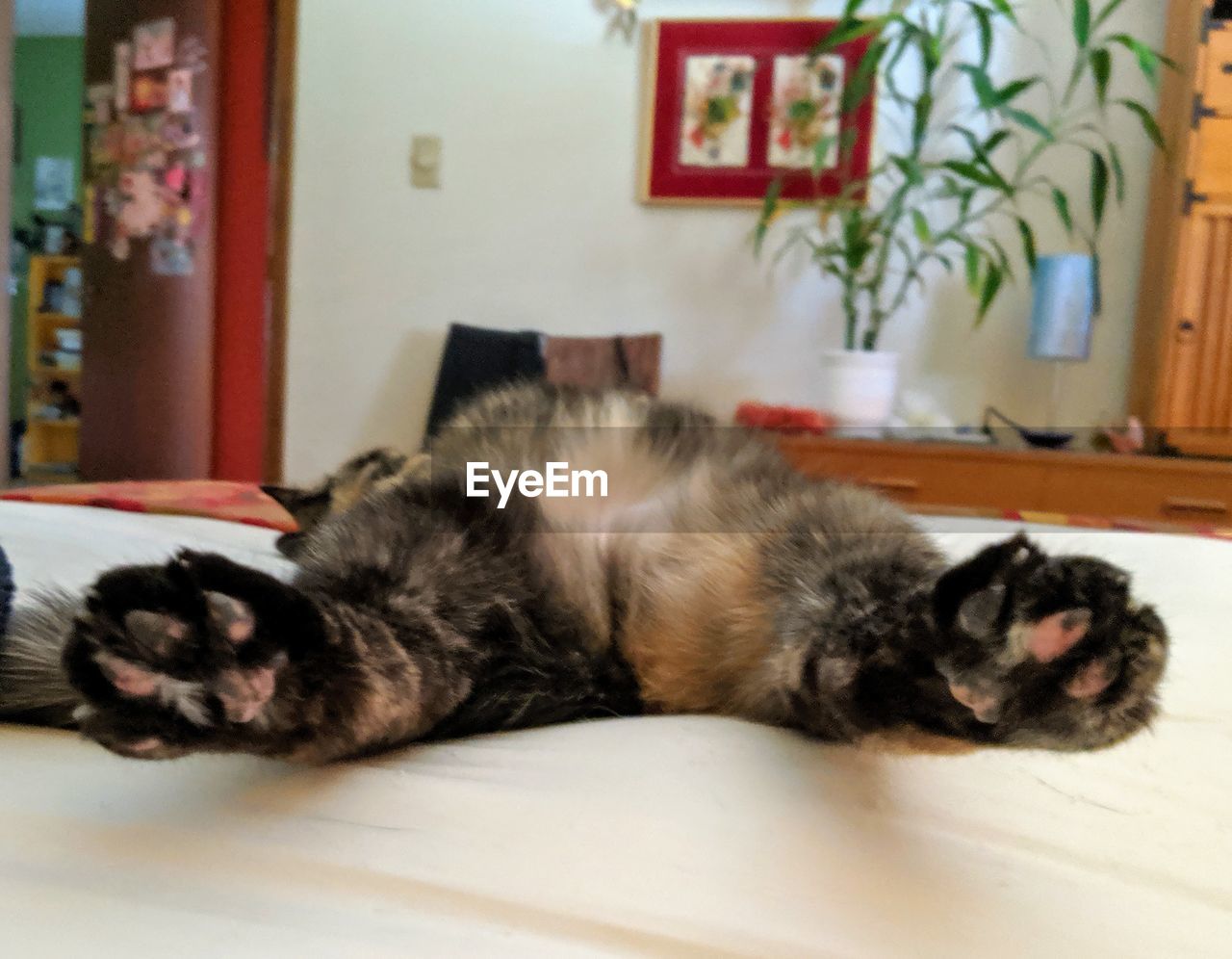 PORTRAIT OF CAT SLEEPING ON BED