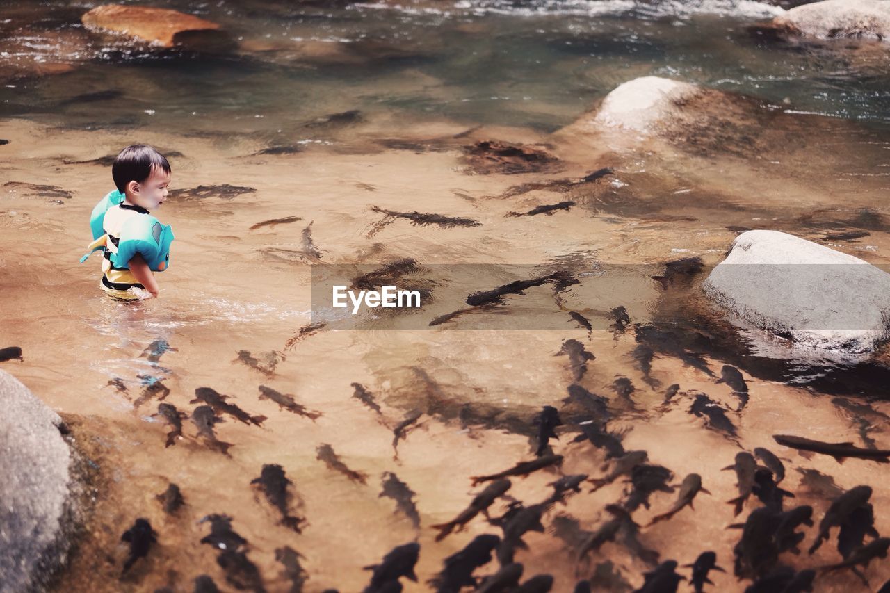 High angle view of boy standing by fish in river