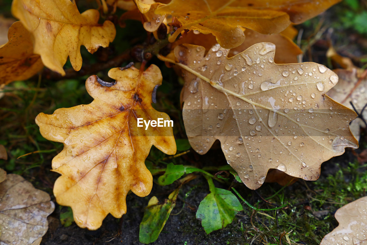 High angle view of maple leaf during autumn