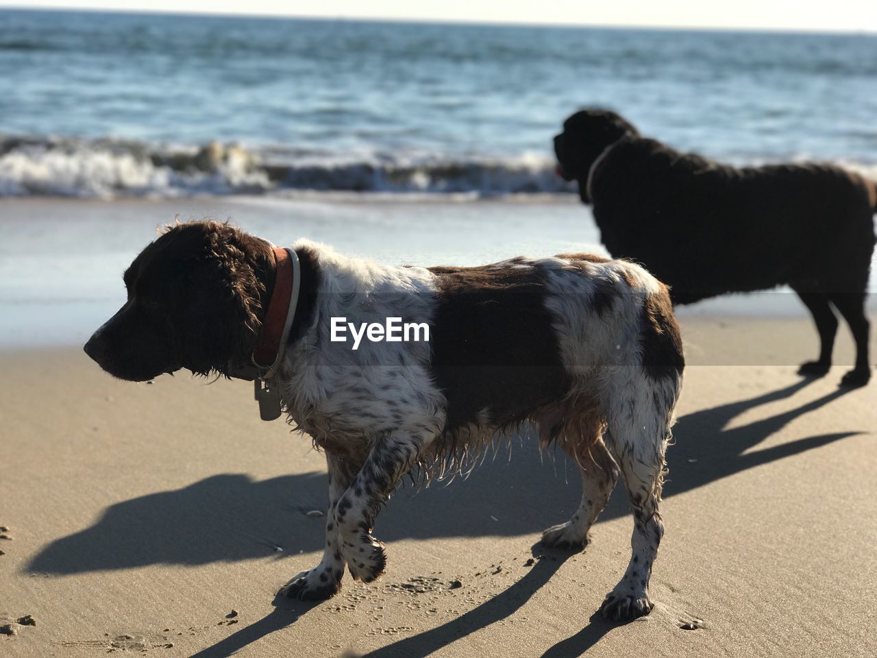 Dogs standing on shore at beach