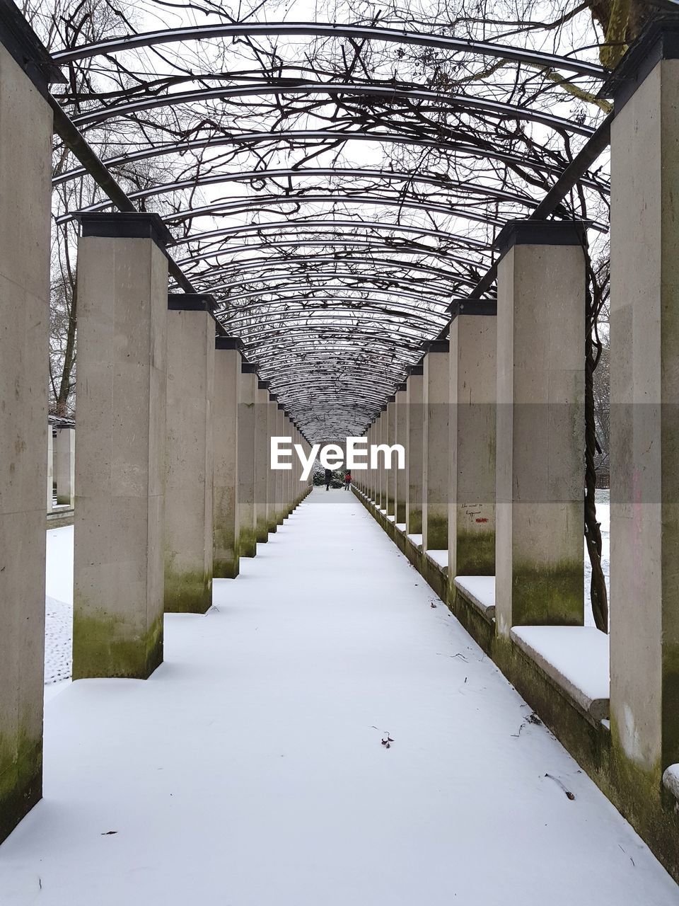 Walkway amidst trees