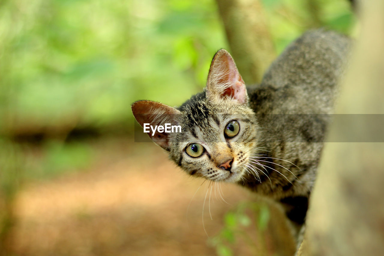 Close-up of a cat looking away