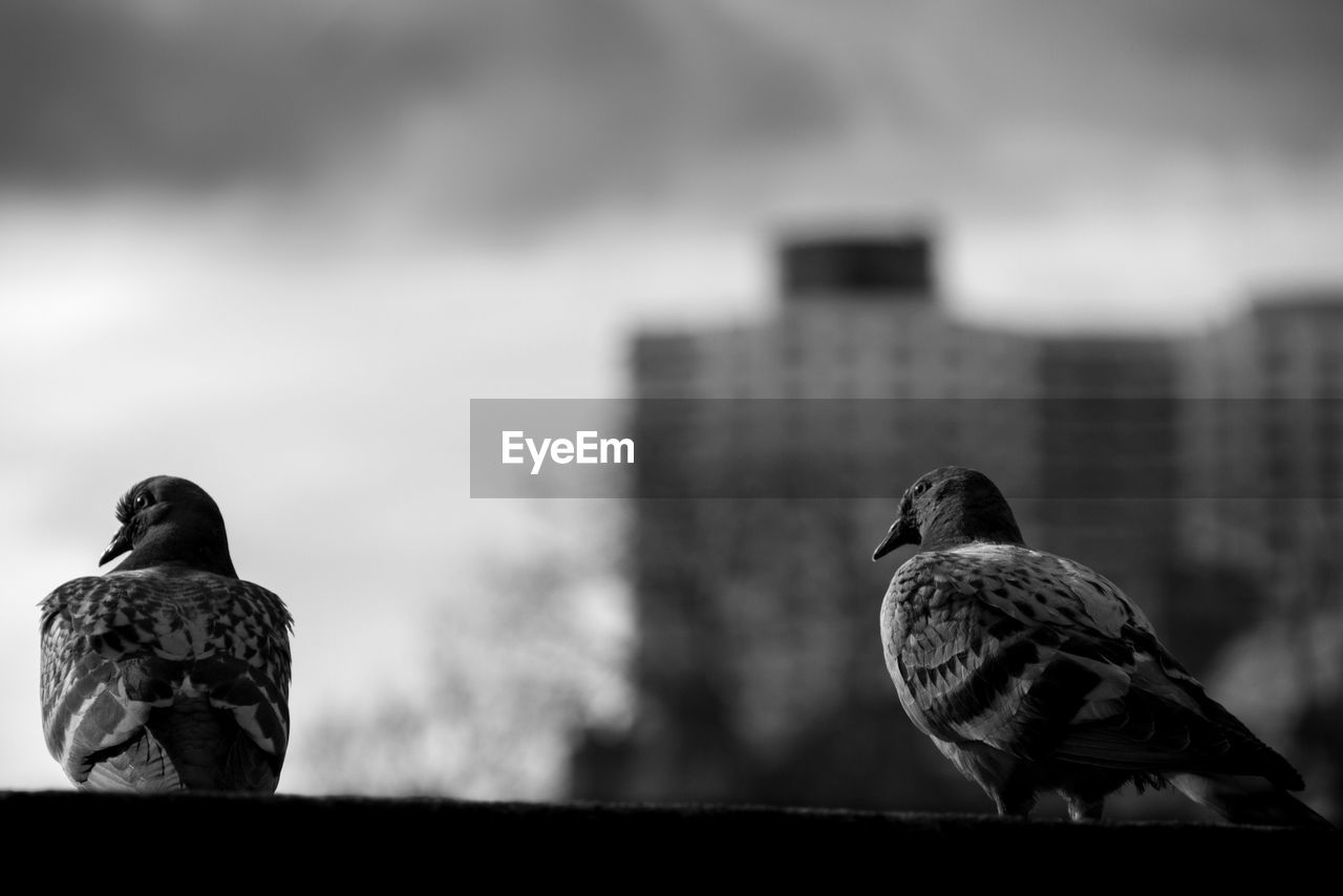 Close-up of pigeons perching in the city