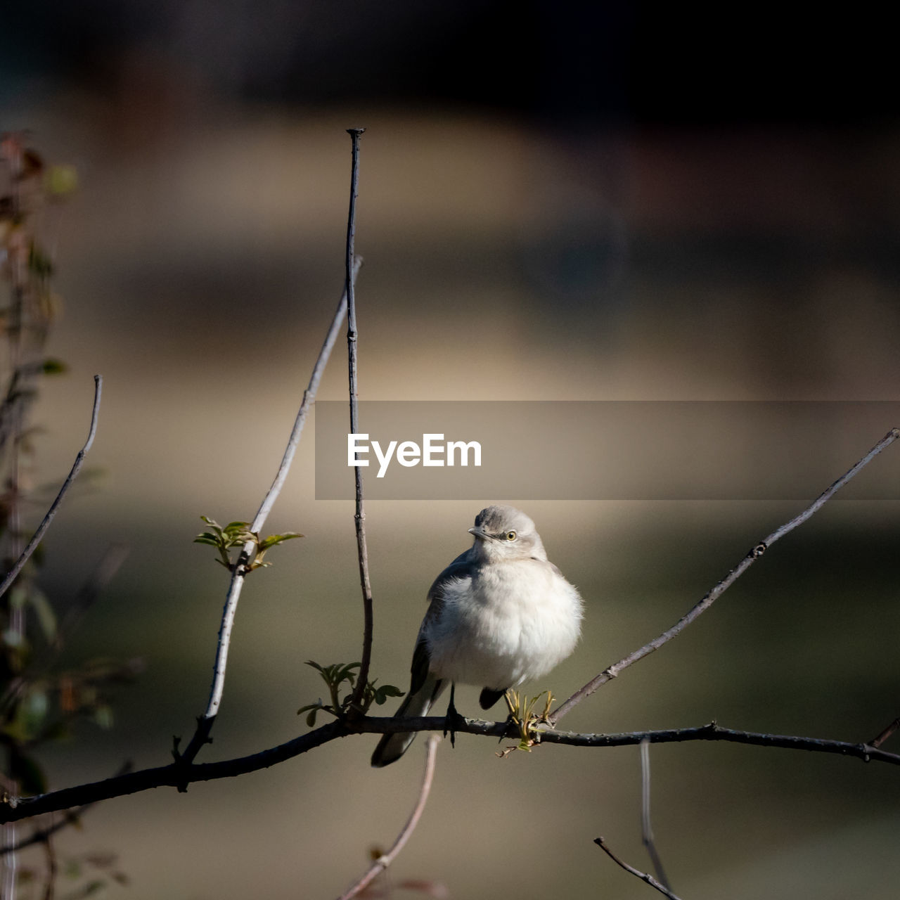 Close-up of bird perching on branch