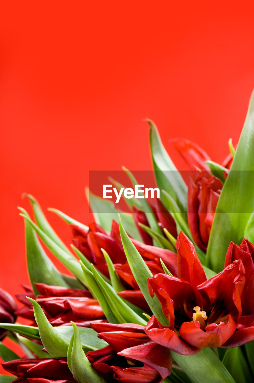 Close-up of flowers and leaves against red background